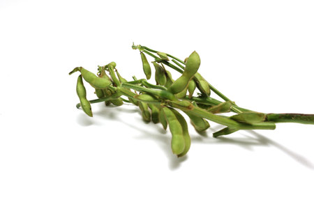 Green soybeans with branches isolated on a white backgrund.