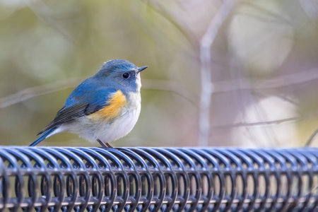 Male Red-flanked bluetail on a fence.の写真素材