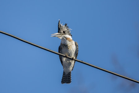 Crested Kingfisher perching on the electrical wire.の写真素材
