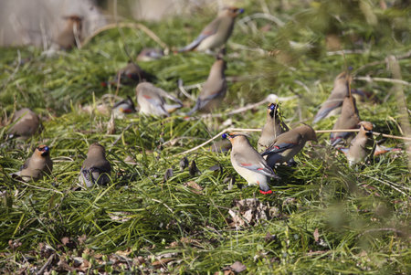 Japanese waxwing eating blue mondo grass berry.の写真素材