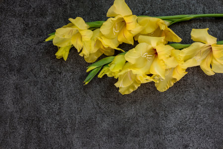 Yellow Gladiolus in a stone pattern background.の写真素材