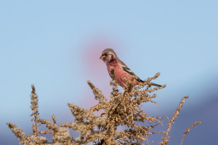 Long-tailed Rosefinch on dred tall goldenrod,の写真素材