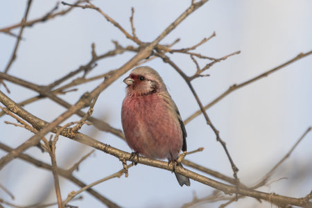 Long-tailed Rosefinch on branch of tree.の写真素材