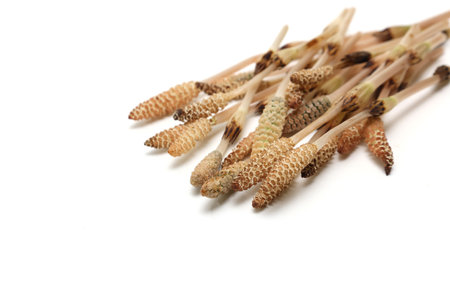 Raw horsetails isolated on a white background.の写真素材
