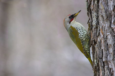 Japanese green woodpecker on a stem of tree.