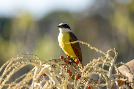 Great Kiskadee on a palm tree in Costa Rica.の写真素材
