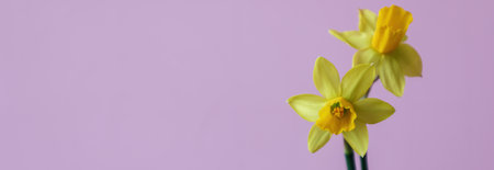 Narcissus flowers on a purple background with space for textの写真素材