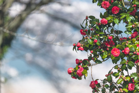 Sancha flowers on a cherry tree background.の写真素材