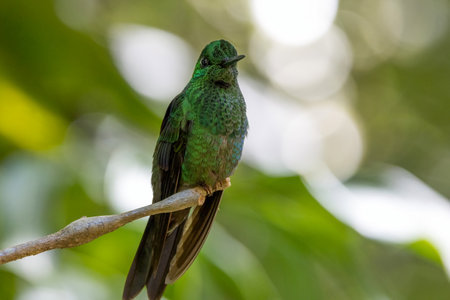 Hummingbird perching on a branch of tree.の写真素材