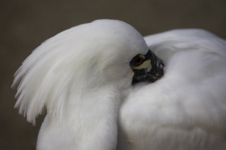 Portrait of Black-faced spoonbill face in profile.の写真素材