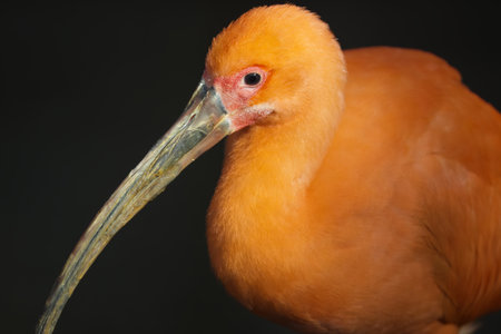 Portrait of Scarlet Ibis face in profile.の写真素材