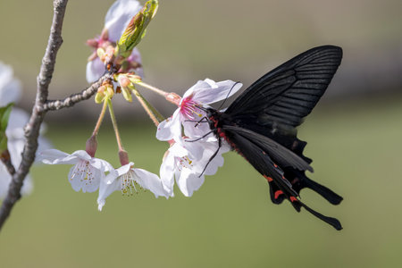 Chinese windmill sucking nectar from cherry blossoms.の写真素材