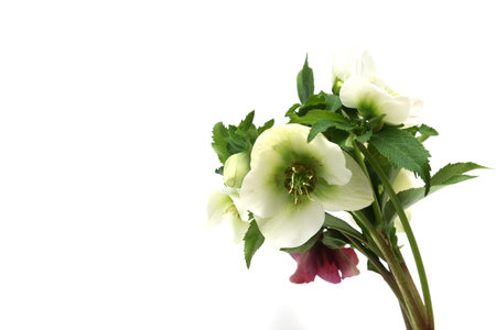 A bouquet of hellebore flowers on a white backgroundの写真素材