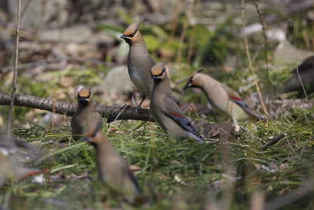 Japanese waxwing on the ground to eat mondo grass berry.の写真素材