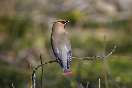 Japanese waxwing on the ground to eat mondo grass berry.の写真素材