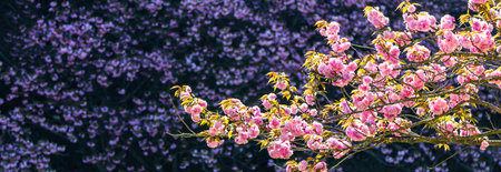 Double cherry blossom in full bloom in Japan springtime.