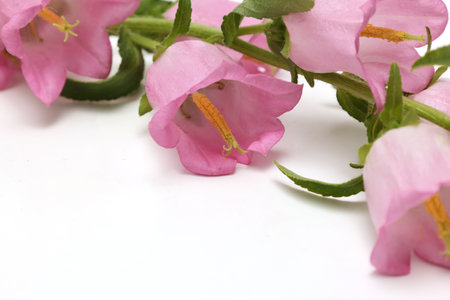 Beautiful pink bellflowers on white background, close-upの写真素材