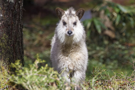 Portrait of Young wild Japanese serow in Japanese forest.