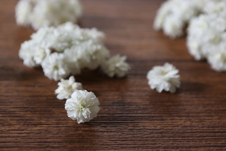 Flower head of reeves spirea isolated on a wooden background.の写真素材