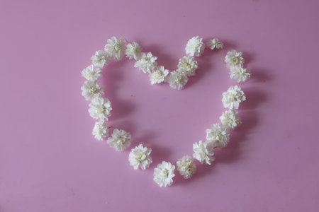 Flower head of reeves spirea isolated on a pink background.