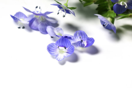 Persian speedwell flower isolated on a white background.の写真素材