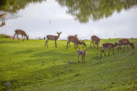Group of sika deer eating grass in Nara city,Japan.の写真素材