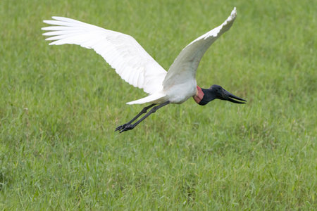 Jabiru stork in flight over a green meadow.の写真素材