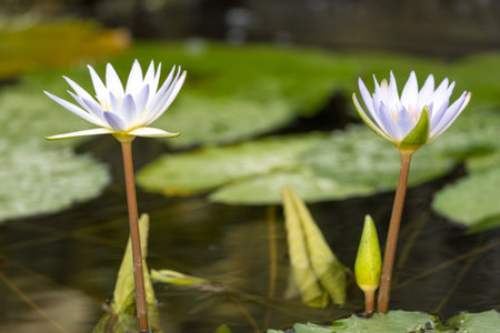 Water lily blooming in a pond.の写真素材