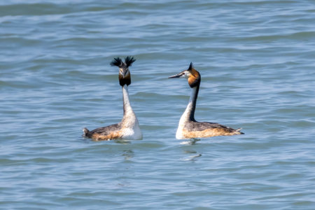 A couple of great crested grebe.の写真素材