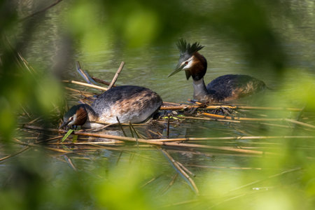 A couple of great crested grebe.の写真素材