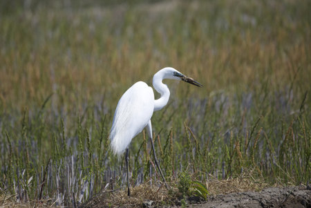 Heron in breeding color catching a fish in rice paddy.