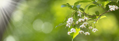 Japanese snowbell trees in full blooms.