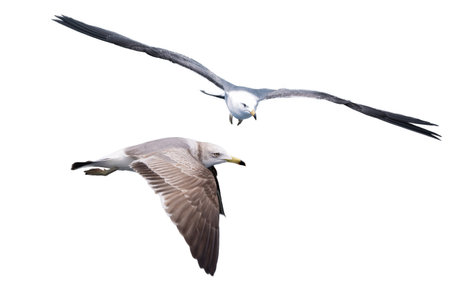 Black-tailed gull in flying isolated on a white background.の写真素材