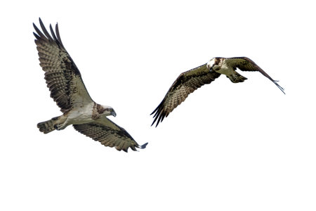 Osprey in flying on a white background.の写真素材