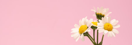 Clipped to banner size image of mini marguerite isolated on a pink background.の写真素材