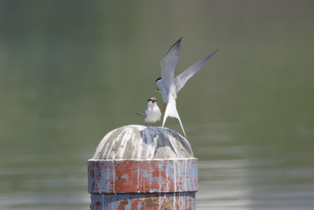 Common Tern (Chlidonias hirundo) on a post