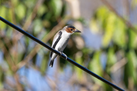 Black-crowned Tityra perching on a electric wire in Costa Rica.