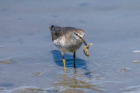 Grey-tailed Tattler catching a crab in the beach.の写真素材