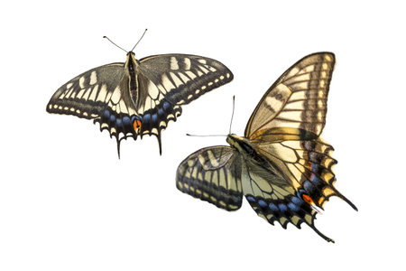 Swallowtail butterfly isolated on a white background.の写真素材