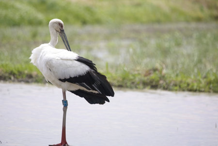 Stork looking for bite in rice field before rice planting.の写真素材