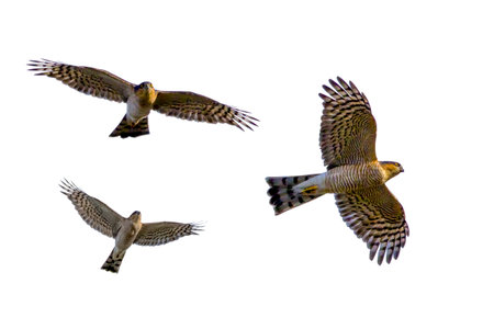 Sparrow hawk flying isolated on a white background.の写真素材