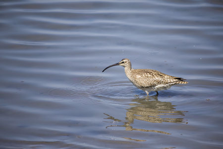 Whimbrel looking for feeds in the tidal flat.