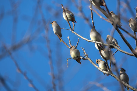 Japanese waxwing on a branch of tree.