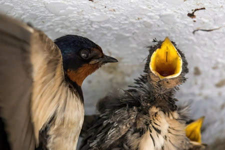 Baby swallow in its nest.の写真素材