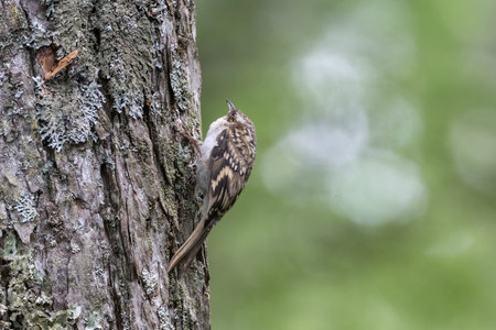 Treecreeper on a trunk of tree.の写真素材