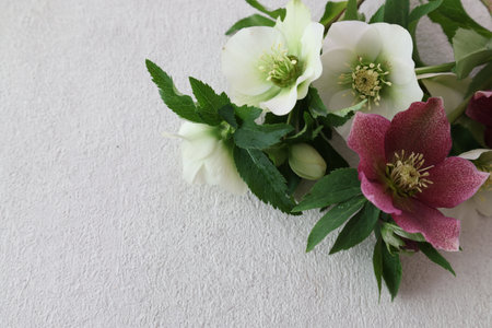 Christmas rose isolated on a stone pattern background with copy space.の写真素材