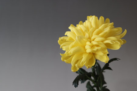 Yellow chrysanthemum on a gray background with copy spaceの写真素材
