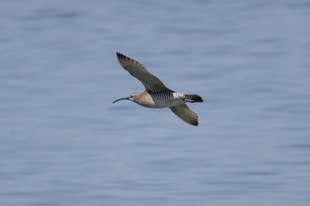 Whimbrel flying on the sea.の写真素材