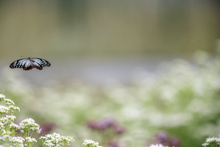 Chestnut Tiger butterfly flying in the thoroughwort flower garden.