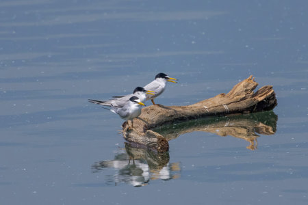Little terns resting on a driftwood in the river.